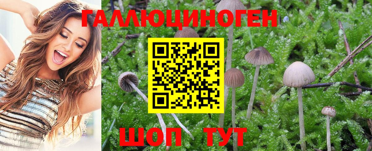 Балахна  Псилоцибиновые грибы GOLDEN TEACHER  Вход с VPN 